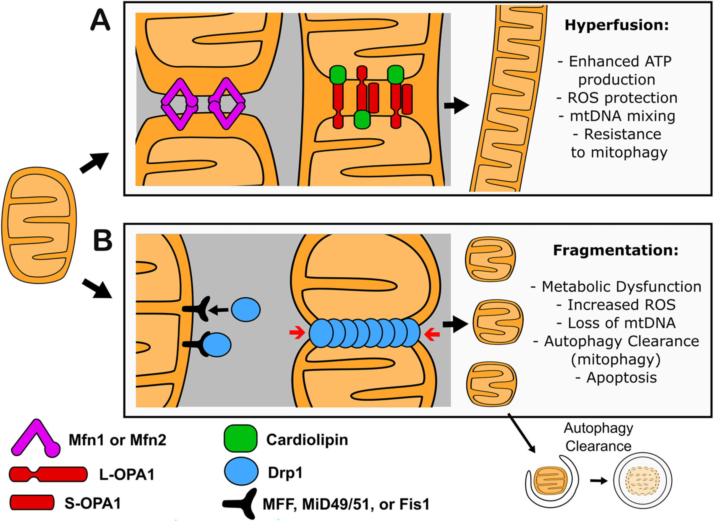 cigarette smoke impairs parkin translocation to mitochondria Disruption of the Molecular Regulation of Mitochondrial Metabolism in Airway and Lung Epithelial Cells by Smoke: Are Aldehydes the Culprit? The PINK1-Parkin-derived pathway of mitophagy.